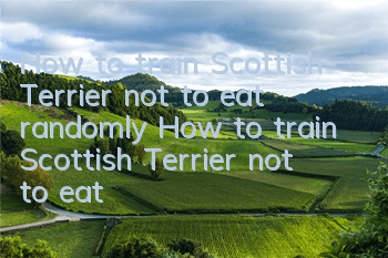 How to train Scottish Terrier not to eat randomly How to train Scottish Terrier not to eat randomly