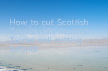 How to cut Scottish Terrier nails Scottish Terrier nail cutting tutorial