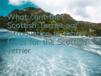 What can’t the Scottish Terrier eat? Introduction to taboo foods for the Scottish Terrier