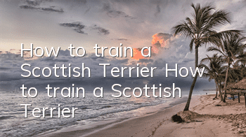 How to train a Scottish Terrier How to train a Scottish Terrier