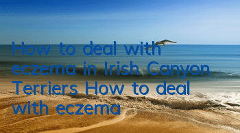 How to deal with eczema in Irish Canyon Terriers How to deal with eczema
