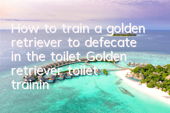 THow to train a golden retriever to defecate in the toilet? Golden retriever toilet training!