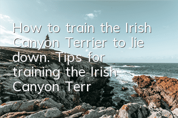 How to train the Irish Canyon Terrier to lie down. Tips for training the Irish Canyon Terrier to lie down.