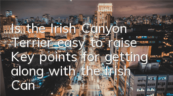 Is the Irish Canyon Terrier easy to raise? Key points for getting along with the Irish Canyon Terrier