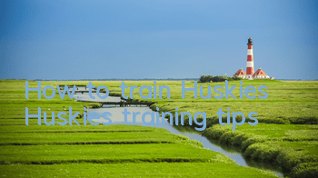 How to train Huskies Huskies training tips