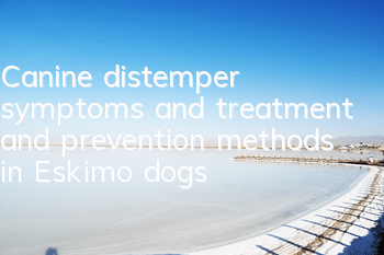 Canine distemper symptoms and treatment and prevention methods in Eskimo dogs