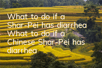 What to do if a Shar-Pei has diarrhea? What to do if a Chinese Shar-Pei has diarrhea?