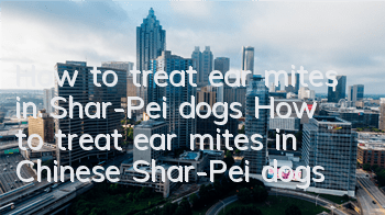 How to treat ear mites in Shar-Pei dogs? How to treat ear mites in Chinese Shar-Pei dogs?