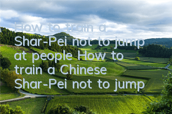 How to train a Shar-Pei not to jump at people? How to train a Chinese Shar-Pei not to jump at people?