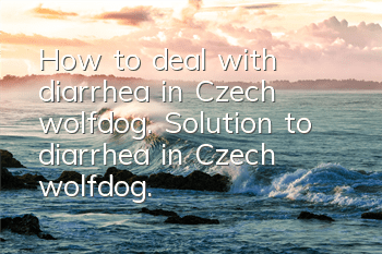 How to deal with diarrhea in Czech wolfdog. Solution to diarrhea in Czech wolfdog.