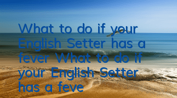 What to do if your English Setter has a fever What to do if your English Setter has a fever
