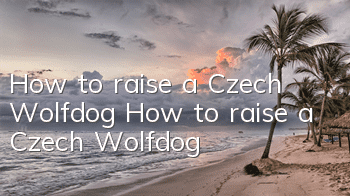 How to raise a Czech Wolfdog How to raise a Czech Wolfdog