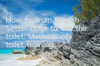 How to train English Setter dogs to use the toilet. Methods of toilet training