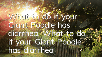 What to do if your Giant Poodle has diarrhea. What to do if your Giant Poodle has diarrhea.