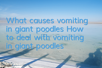 What causes vomiting in giant poodles? How to deal with vomiting in giant poodles