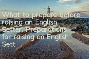 What to prepare before raising an English Setter. Preparations for raising an English Setter.