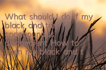 What should I do if my black and tan coonhound is disobedient? How to train my black and tan coonhound well?