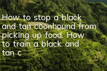 How to stop a black and tan coonhound from picking up food. How to train a black and tan coonhound not to pick up food.