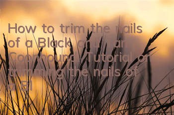 How to trim the nails of a Black and Tan Coonhound. Tutorial on trimming the nails of a Black and Tan Coonhound.