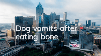 TDog vomits after eating bone