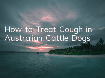 How to Treat Cough in Australian Cattle Dogs
