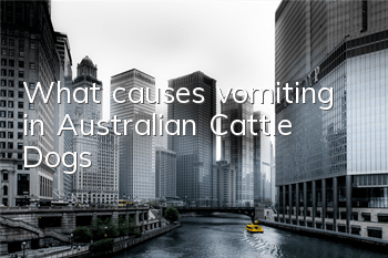 What causes vomiting in Australian Cattle Dogs?