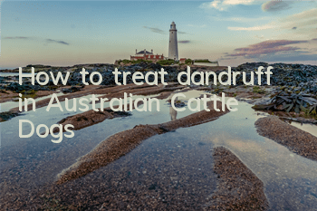 How to treat dandruff in Australian Cattle Dogs