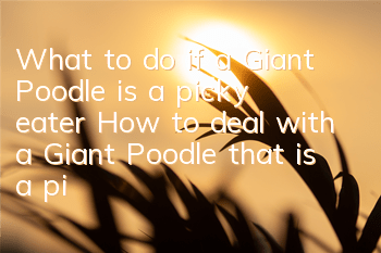 What to do if a Giant Poodle is a picky eater How to deal with a Giant Poodle that is a picky eater
