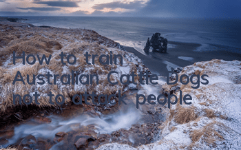 How to train Australian Cattle Dogs not to attack people