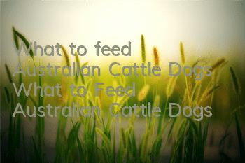 What to feed Australian Cattle Dogs What to Feed Australian Cattle Dogs