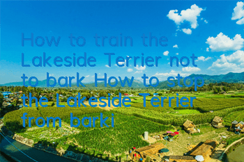 How to train the Lakeside Terrier not to bark? How to stop the Lakeside Terrier from barking?