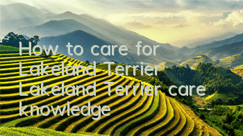 How to care for Lakeland Terrier Lakeland Terrier care knowledge
