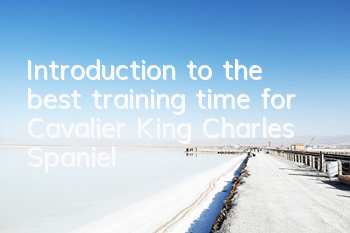 Introduction to the best training time for Cavalier King Charles Spaniel