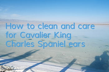 How to clean and care for Cavalier King Charles Spaniel ears