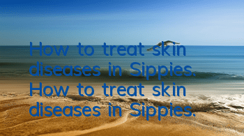 How to treat skin diseases in Sippies. How to treat skin diseases in Sippies.