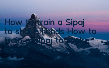 How to train a Sipaj to shake hands? How to train a Sipaj to shake hands?