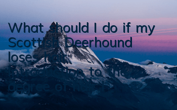 What should I do if my Scottish Deerhound loses hair? Introduction to the degree of hair loss