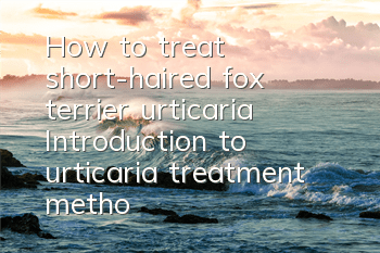 How to treat short-haired fox terrier urticaria? Introduction to urticaria treatment methods