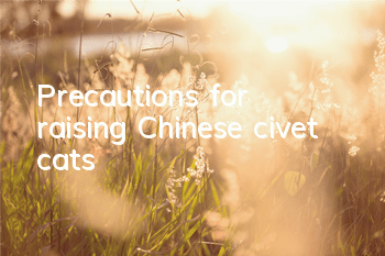 TPrecautions for raising Chinese civet cats