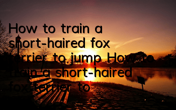 How to train a short-haired fox terrier to jump How to train a short-haired fox terrier to jump