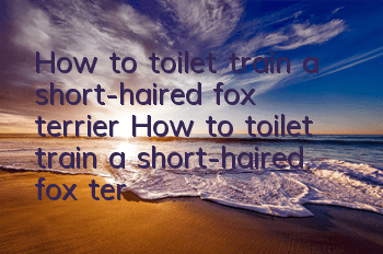 How to toilet train a short-haired fox terrier? How to toilet train a short-haired fox terrier?