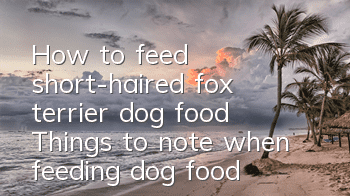 How to feed short-haired fox terrier dog food? Things to note when feeding dog food