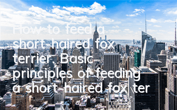 How to feed a short-haired fox terrier. Basic principles of feeding a short-haired fox terrier.