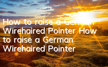 How to raise a German Wirehaired Pointer How to raise a German Wirehaired Pointer