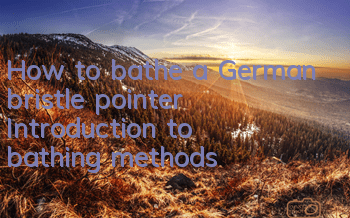 How to bathe a German bristle pointer? Introduction to bathing methods