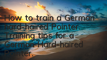 How to train a German hard-haired Pointer. Training tips for a German Hard-haired Pointer.