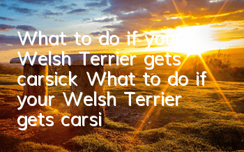 What to do if your Welsh Terrier gets carsick? What to do if your Welsh Terrier gets carsick?