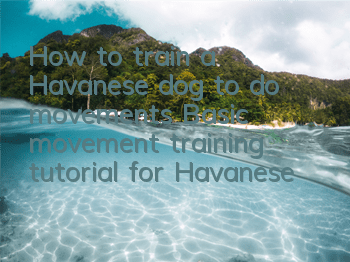 How to train a Havanese dog to do movements? Basic movement training tutorial for Havanese dogs