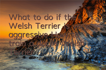 What to do if the Welsh Terrier is very aggressive? How to train a docile Welsh Terrier?
