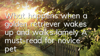 TWhat happens when a golden retriever wakes up and walks lamely? A must-read for novice pet owners!